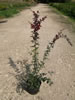 Berberis Atropurpurea pépinière Castellano à Hyères