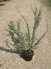 Atriplex Alimus pépinière Castellano à Hyères