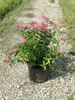 Spiraea Anthony Waterer pépinière Castellano à Hyères