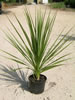 Cordyline Indivisa pépinière Castellano à Hyères