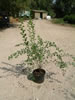 Spiraea Vanhouttei pépinière Castellano à Hyères