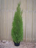 Thuja Occidentalis Emeraude pépinière Castellano à Hyères