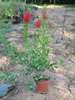 Callistemon Laevis pépinière Castellano à Hyères