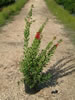 Callistemon Laevis pépinière Castellano à Hyères