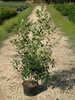 Pittosporum Tenuyfolium Macrophylla pépinière Castellano à Hyères