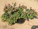 Abelia Grandiflora pépinière Castellano à Hyères