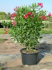 NERIUM OLEANDER (Laurier rose)