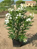 NERIUM OLEANDER (Laurier rose)