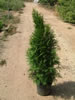 Thuja Occidentalis Emeraude pépinière Castellano à Hyères