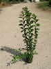 Ligustrum Japonicum (Troene)