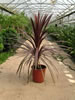 Cordyline Atropurpurea pépinière Castellano à Hyères