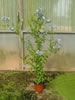 Plumbago Capensis pépinière Castellano à Hyères