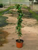 Rhyncospernum Jasminoîdes pépinière Castellano à Hyères