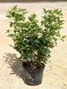 Viburnum Tinus (Laurier Tin) pépinière Castellano à Hyères
