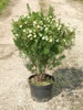 Myrtus Communis Compacta