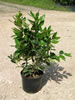 Ligustrum Texanum