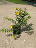 Hypericum Hidcote pépinière Castellano à Hyères