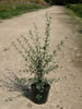 Cotoneaster Franchetti pépinière Castellano à Hyères