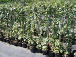 Hedera Gloire de Marengo pépinière Castellano à Hyères