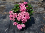 Hydrangea (Hortensia) pépinière Castellano à Hyères
