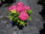 Hydrangea (Hortensia) pépinière Castellano à Hyères