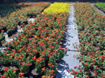 Lantana + variétés