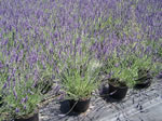 Lavandula