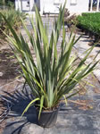 Phormium Tenax Calensoi pépinière Castellano à Hyères