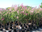 Lagerstroemia Lie de Vin